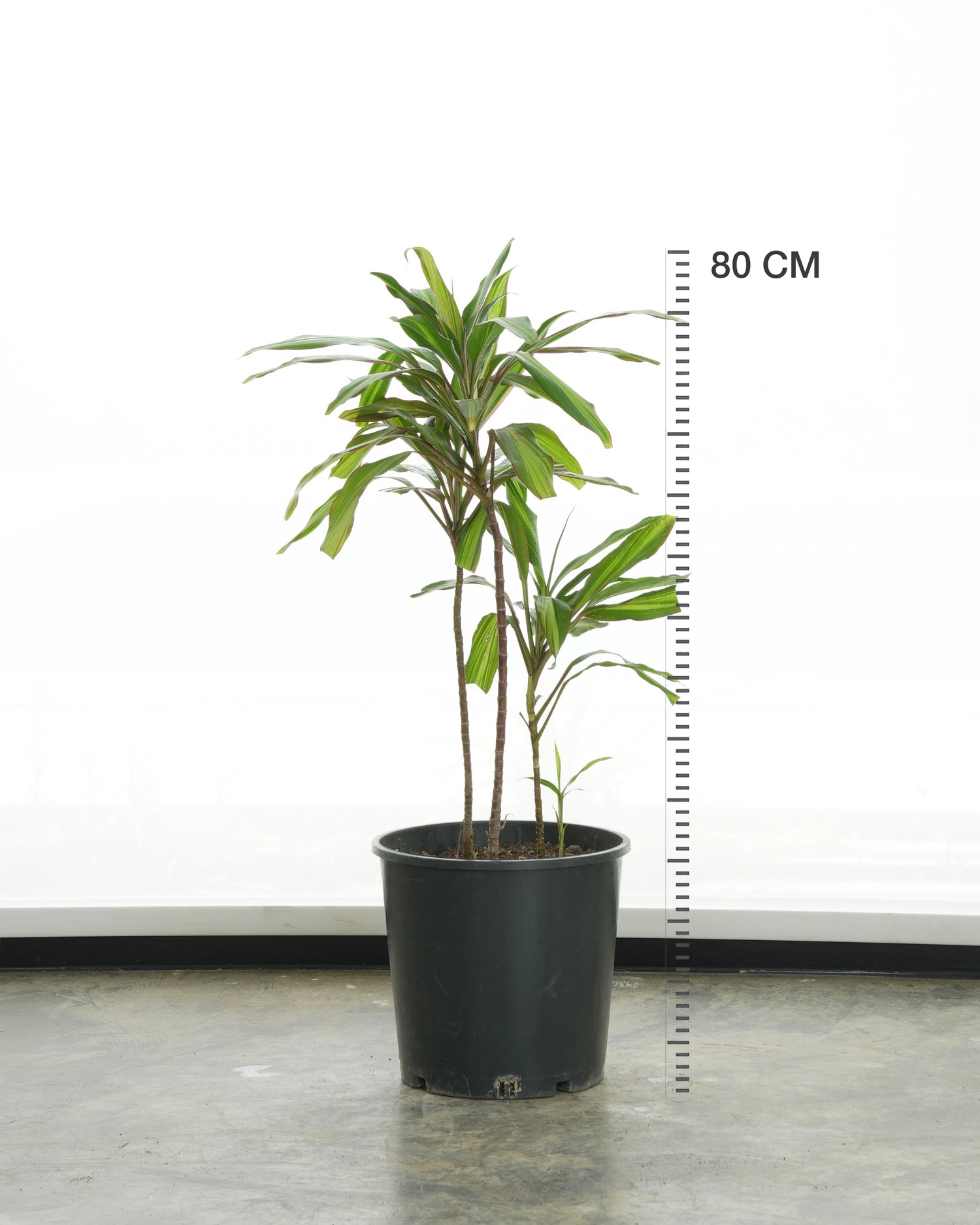 Cordyline Green (Small Size)