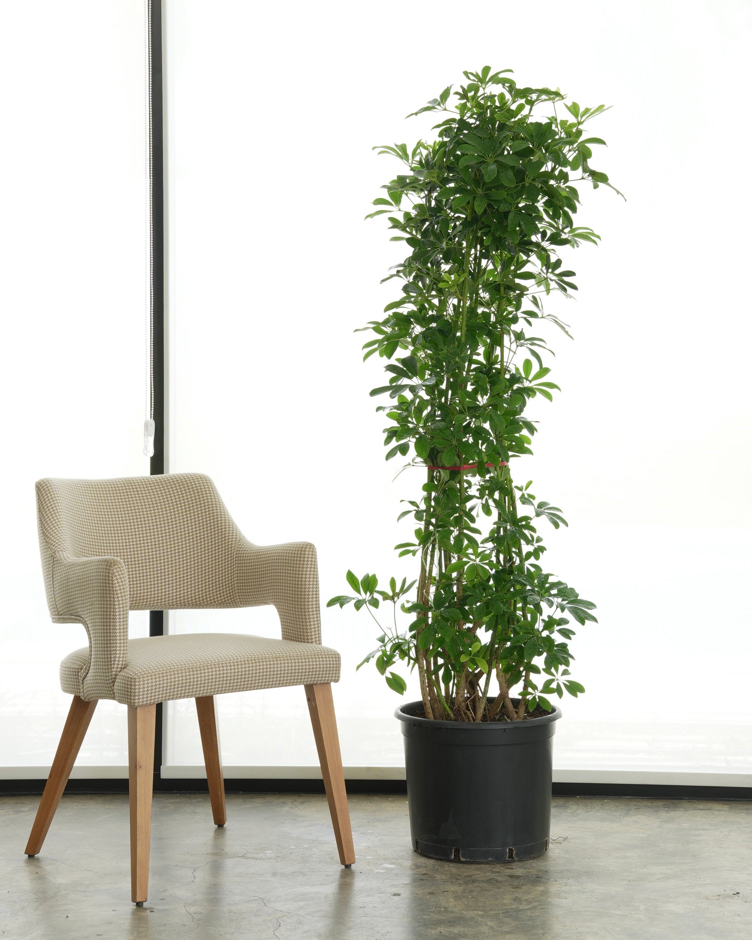 Schefflera Arboricola (Large Size)