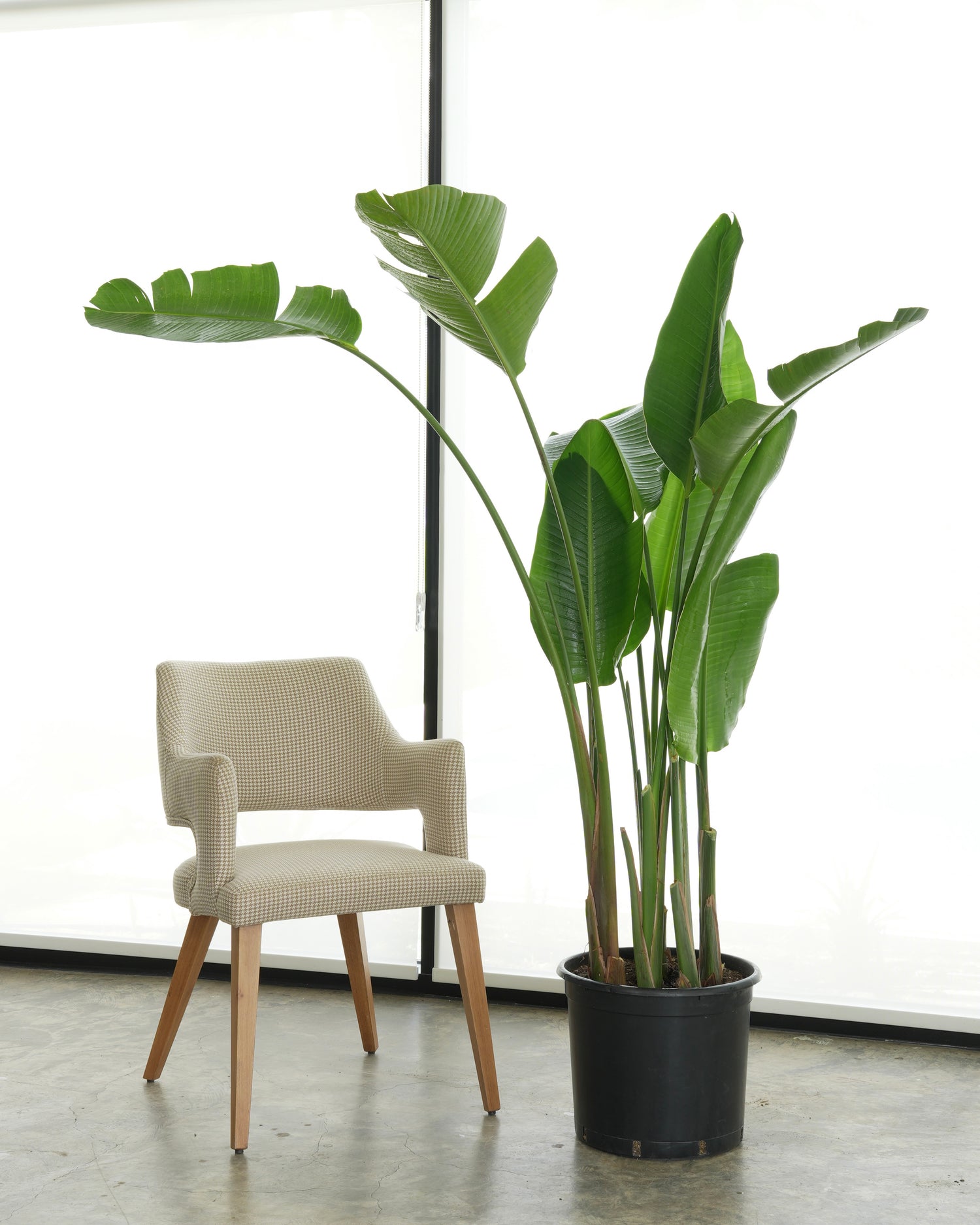 Bird of Paradise (Large Size)