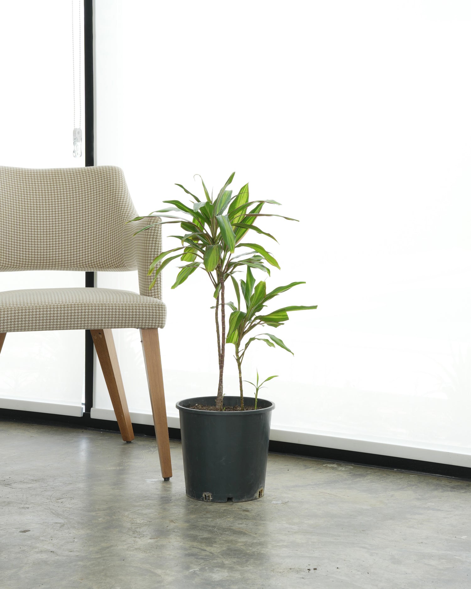 Cordyline Green (Small Size)