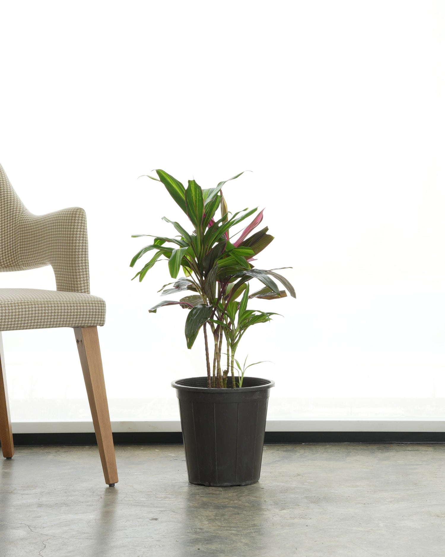 Cordyline Red (Small Size)