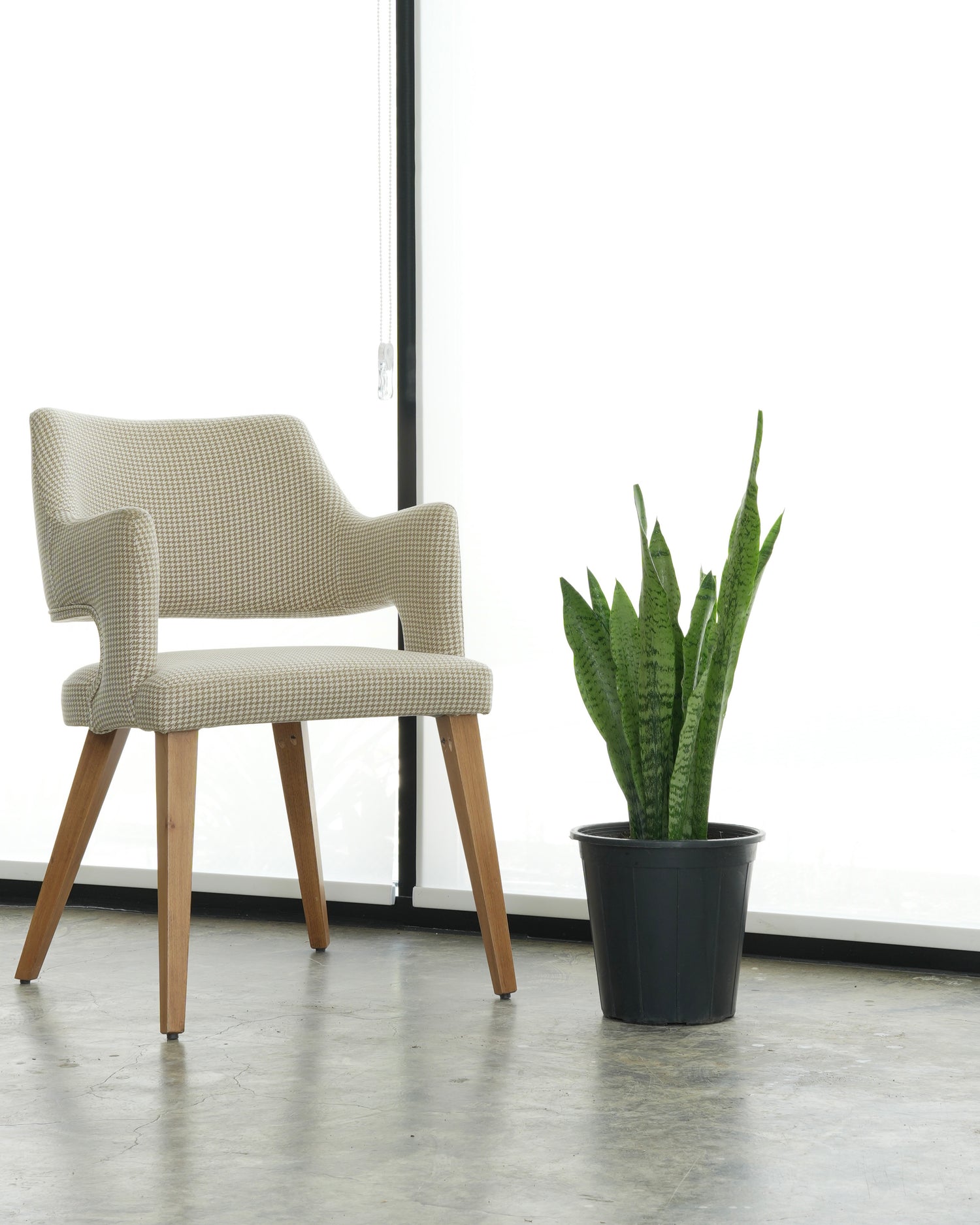 Snake Plant (Small Size)