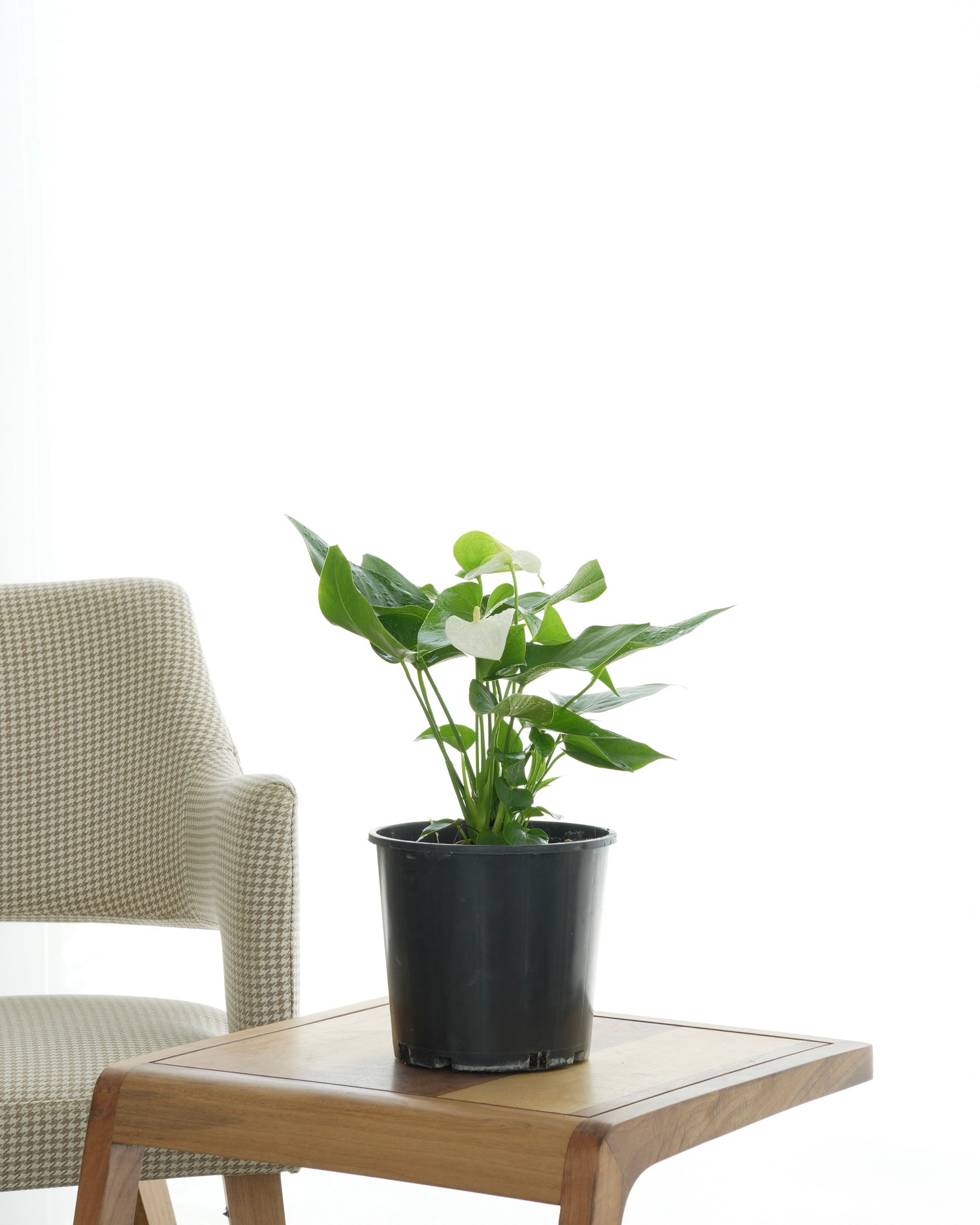 Anthurium (Small Size)