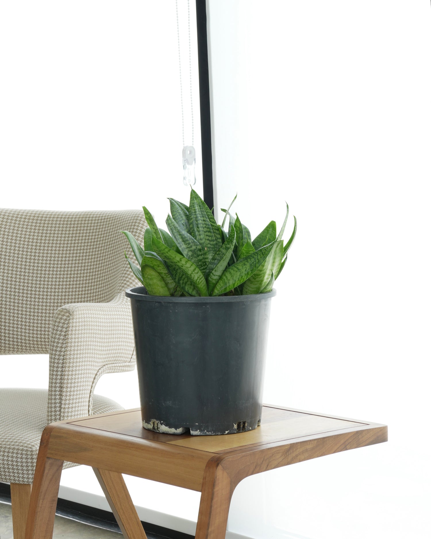 Bird's Nest Snake Plant