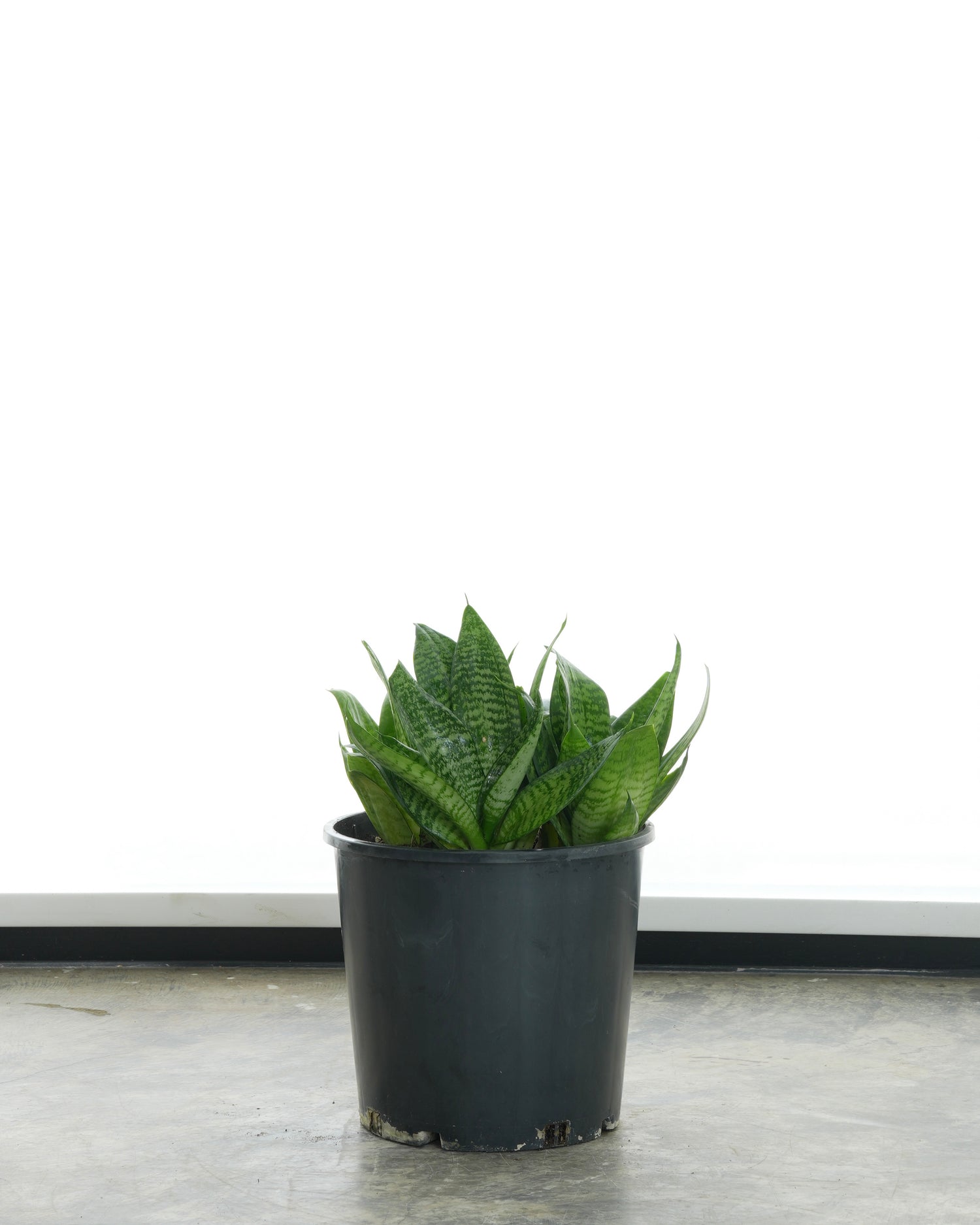 Bird's Nest Snake Plant