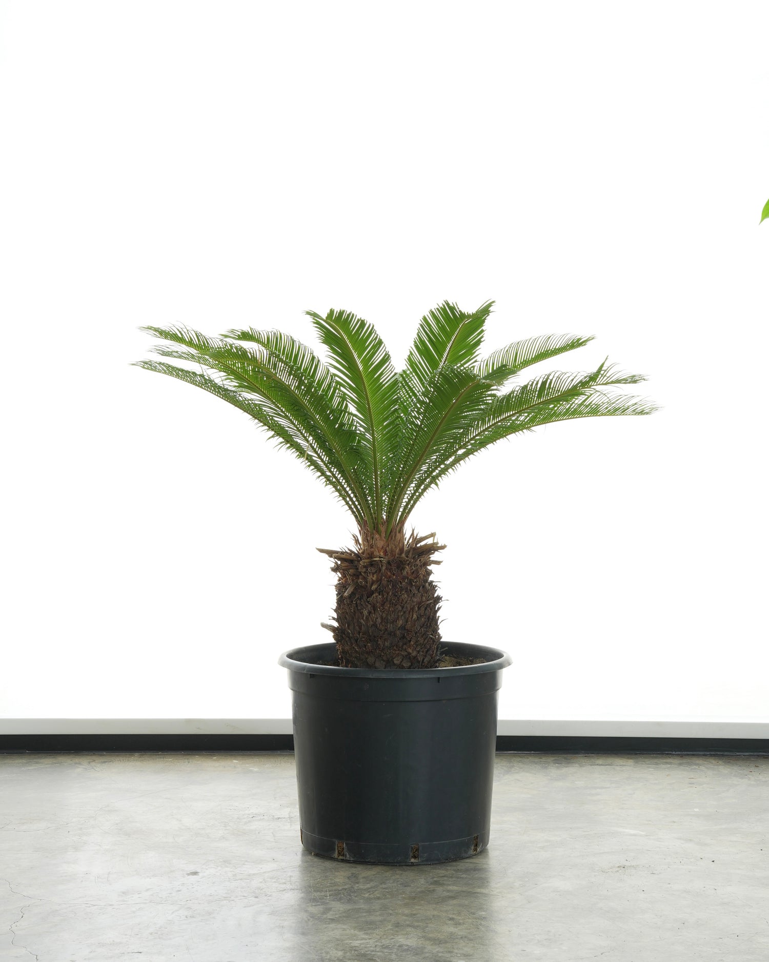 Cycas Revoluta