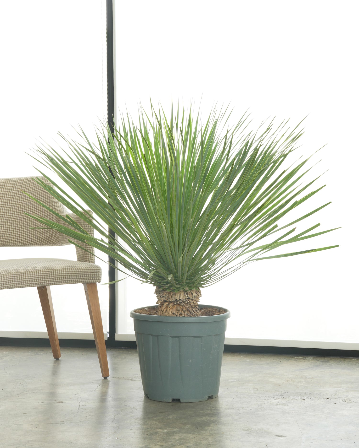 Yucca Rostrata (Medium Size)