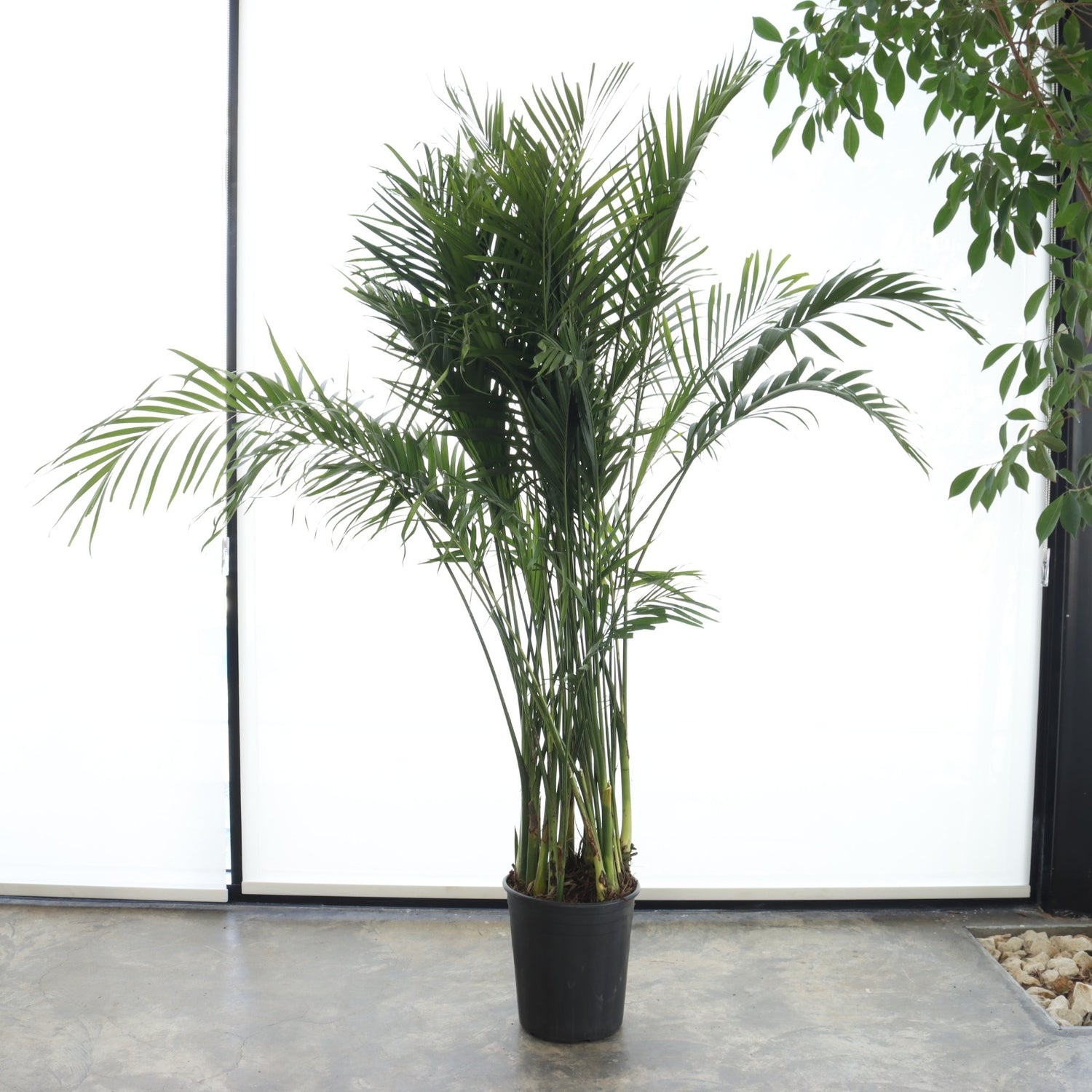 نخيل كنتيا (حجم كبير)