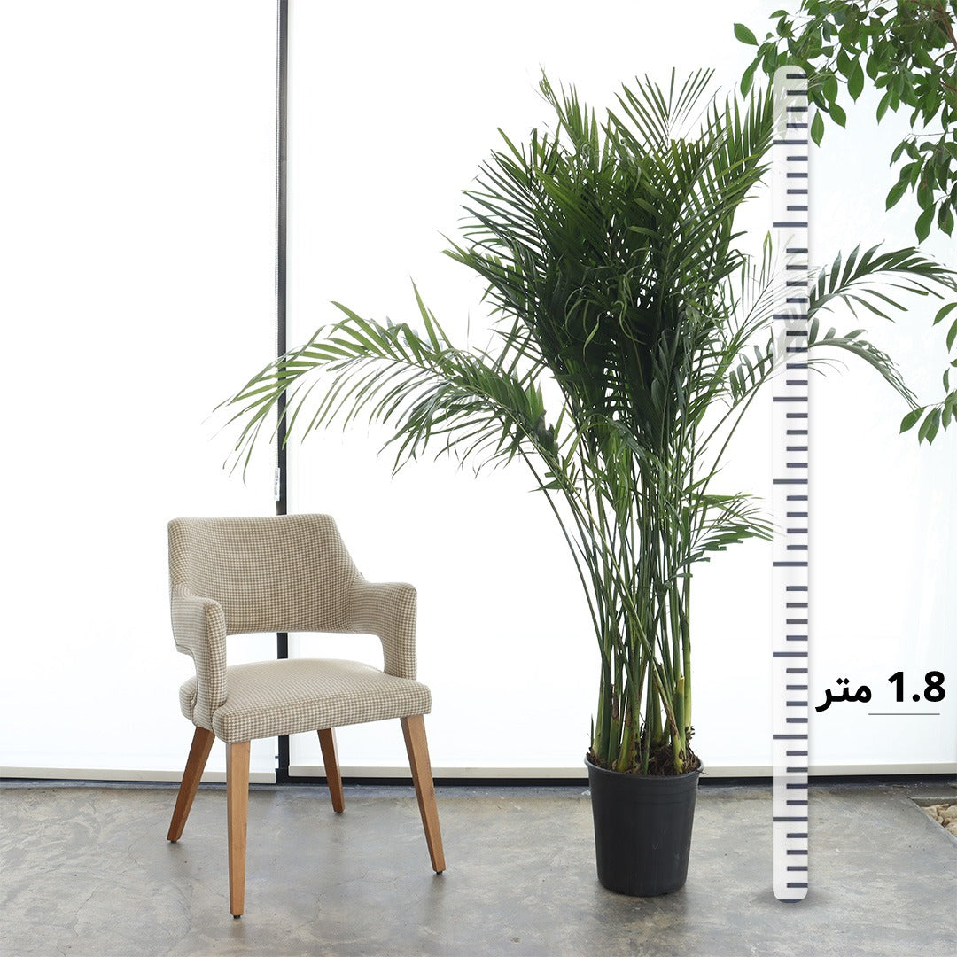 نخيل كنتيا (حجم كبير)