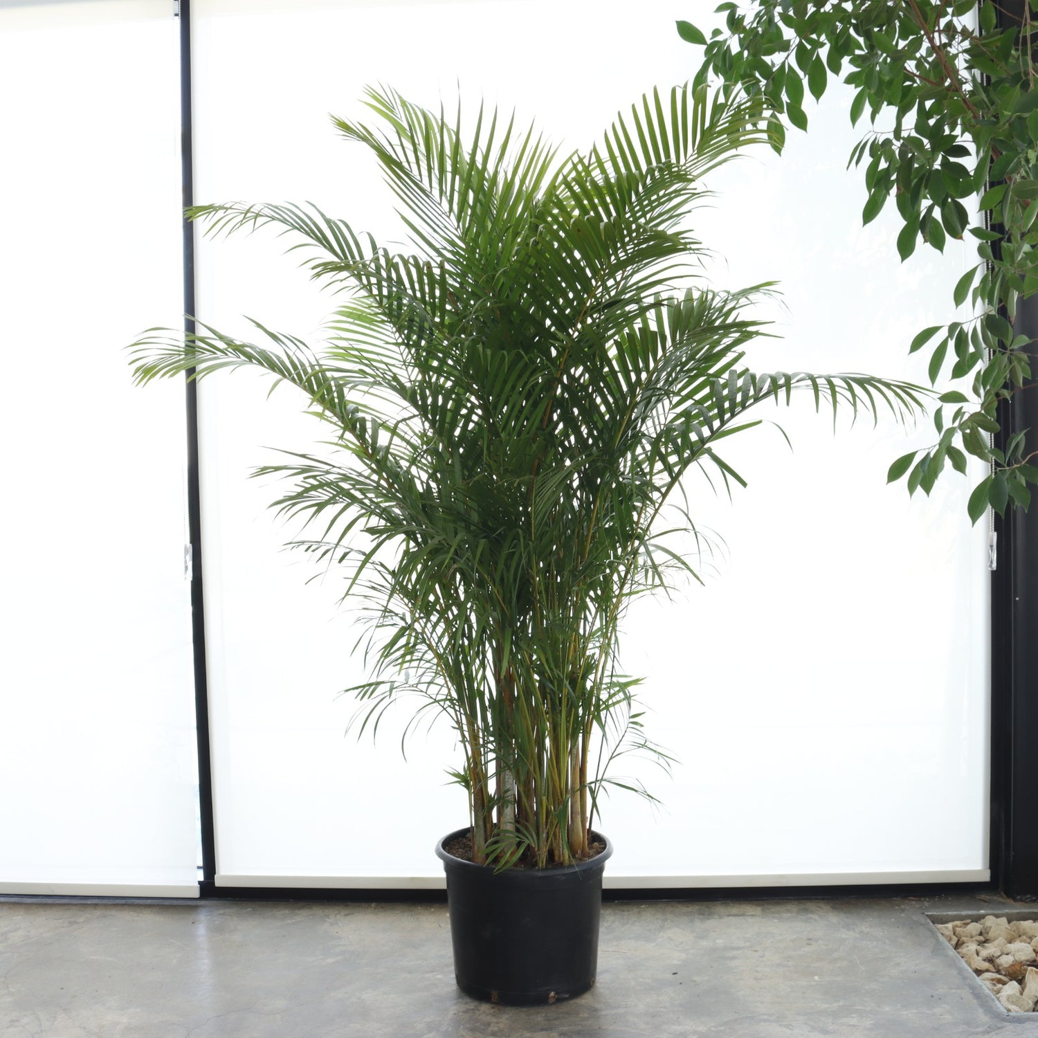 Areca Palm (Large Size)