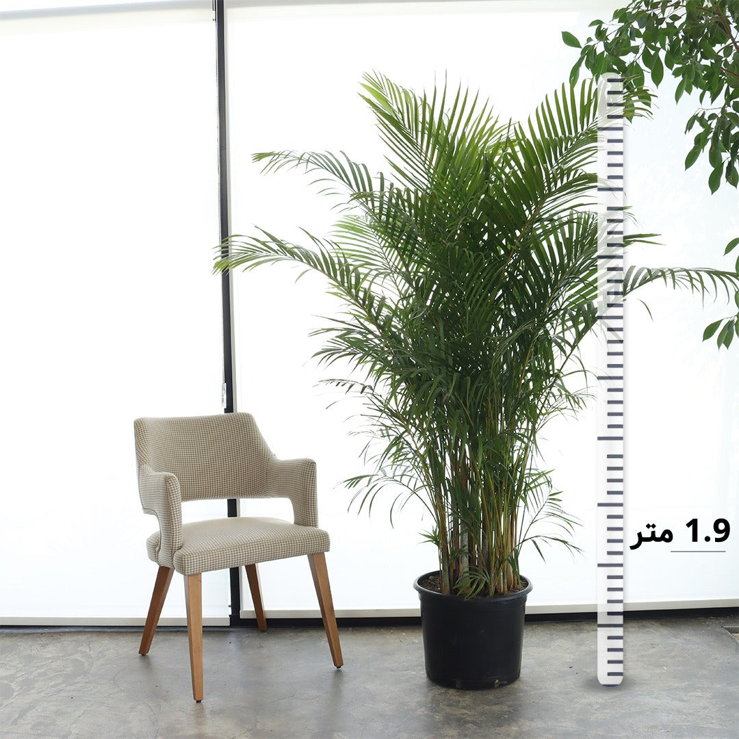 Areca Palm (Large Size)