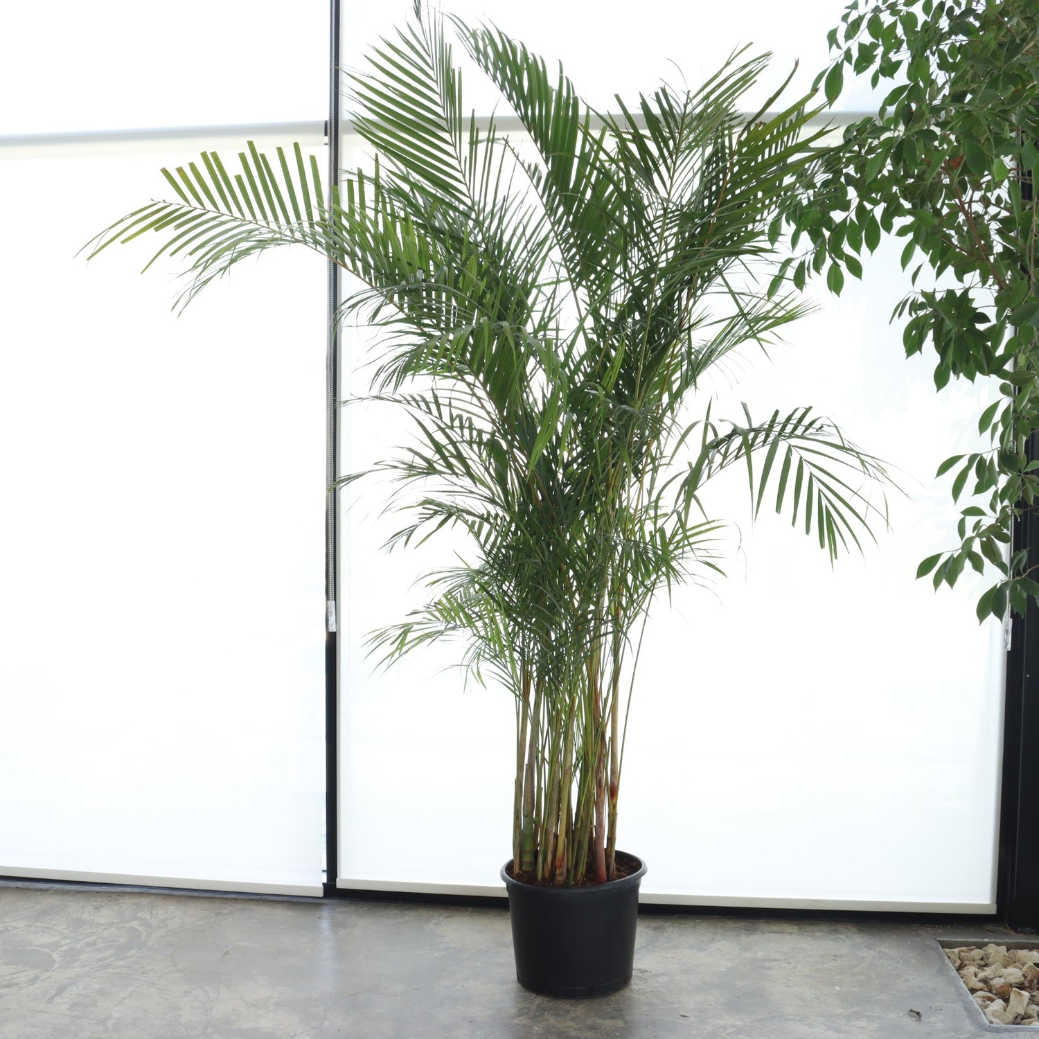 نخيل أريكا (حجم عملاق)