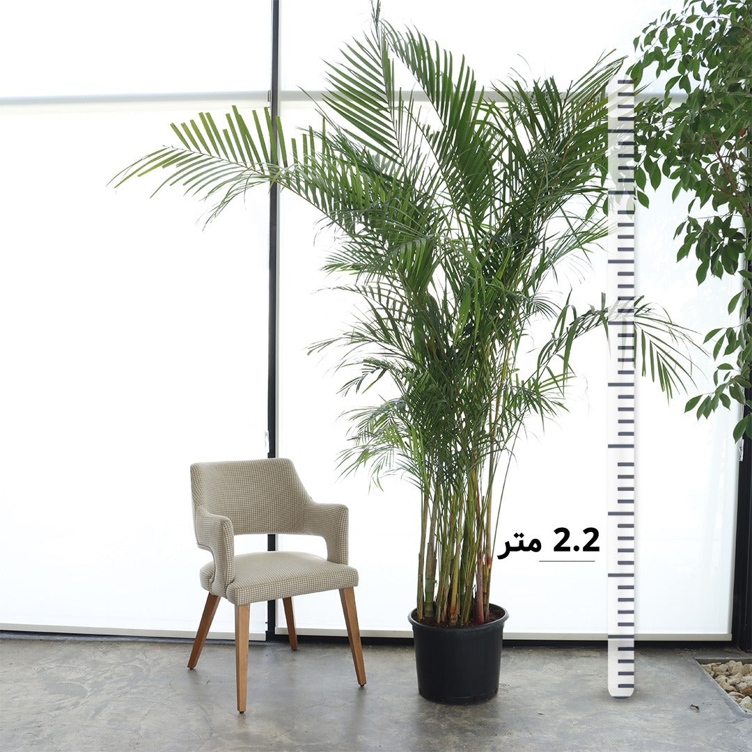 Areca Palm (Giant Size)