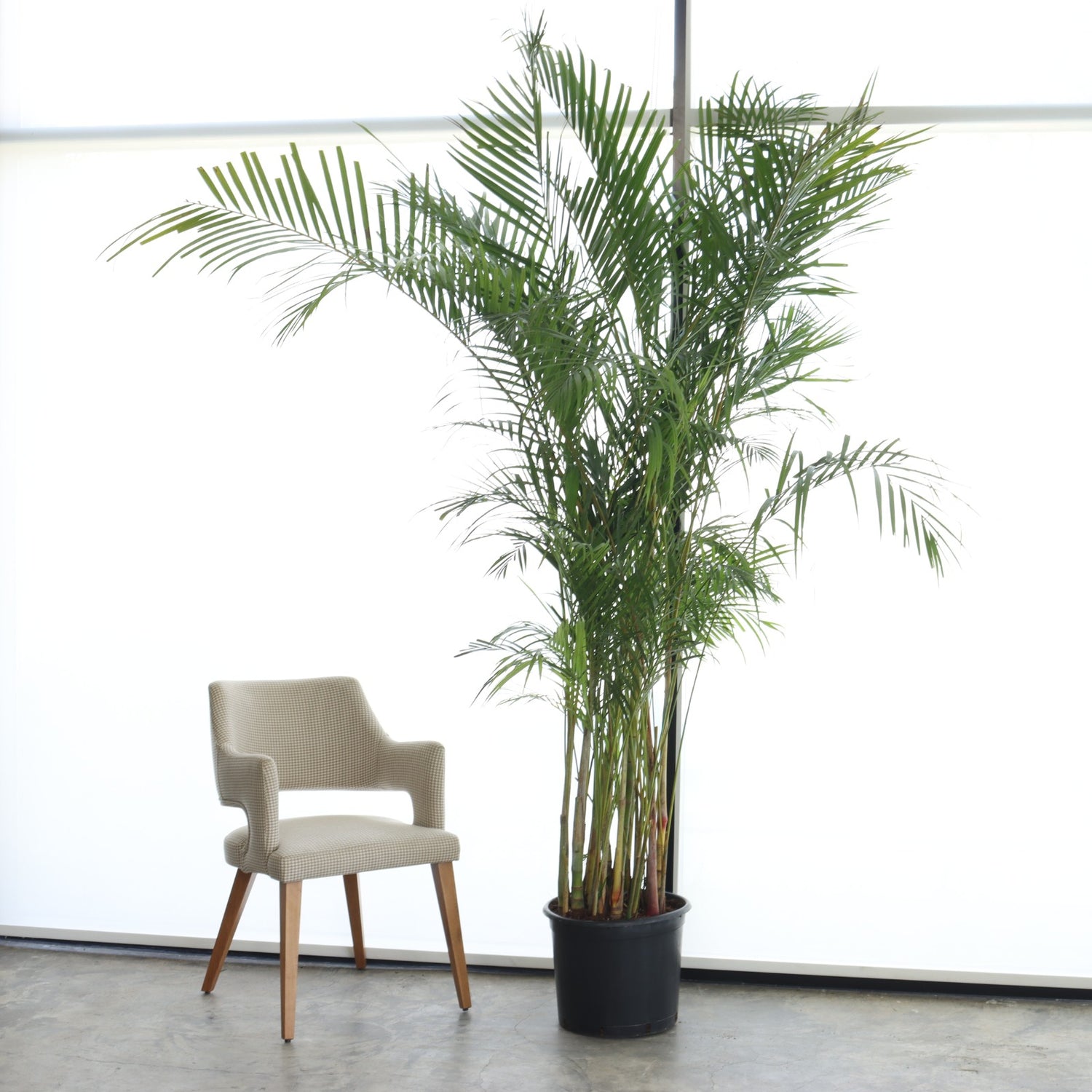 نخيل أريكا (حجم عملاق)