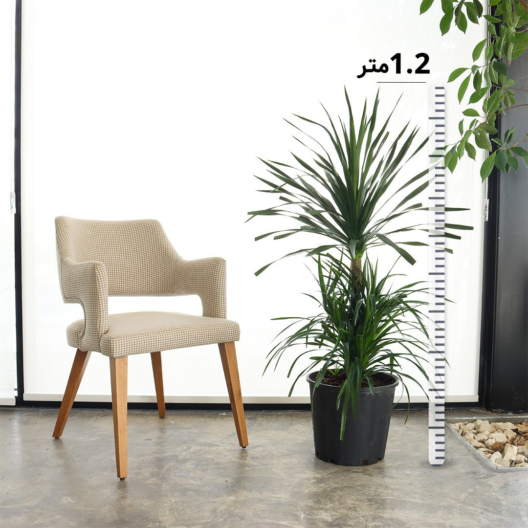 دراسينا دراكو (حجم وسط – تاجين)