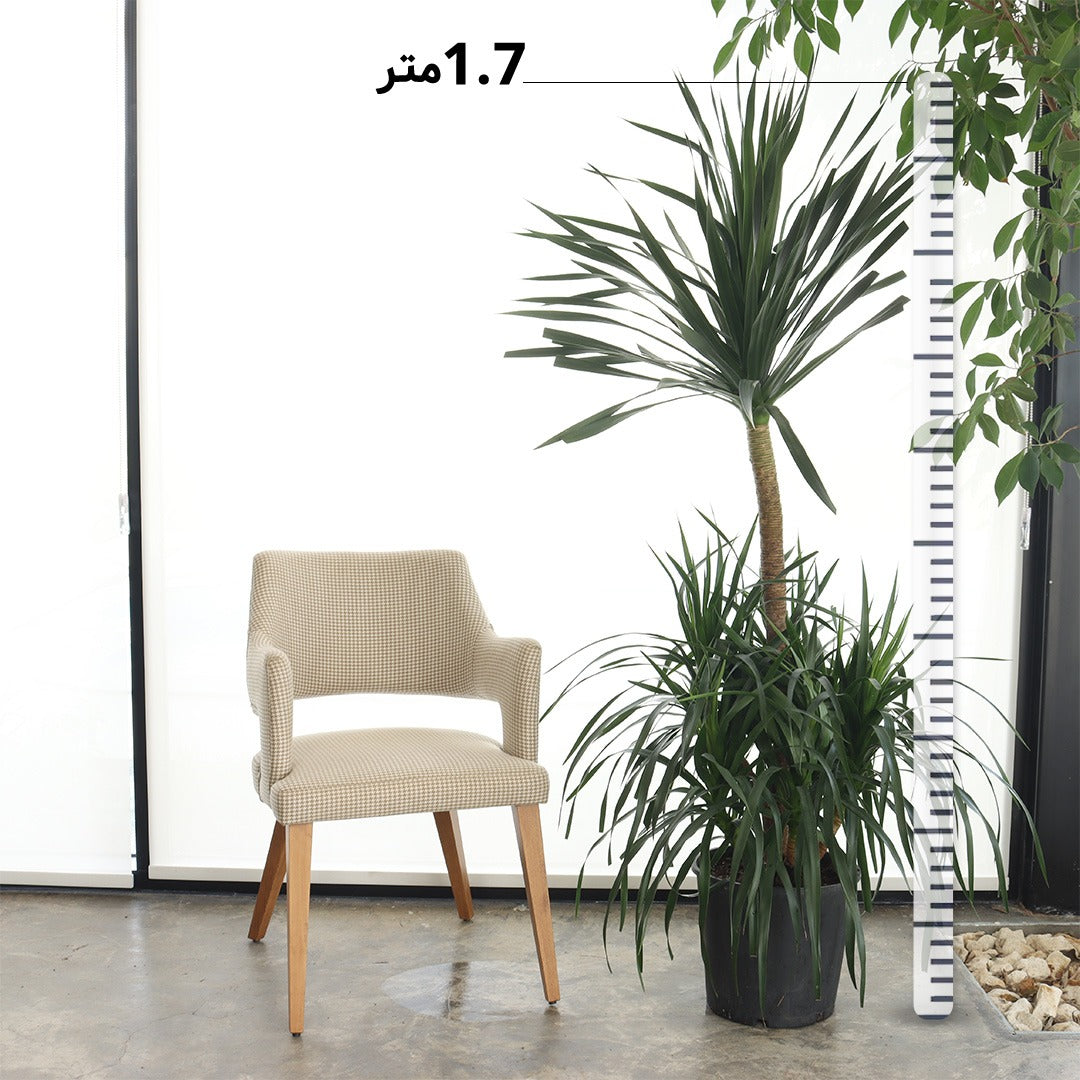 دراسينا دراكو (حجم كبير – تاج واحد)