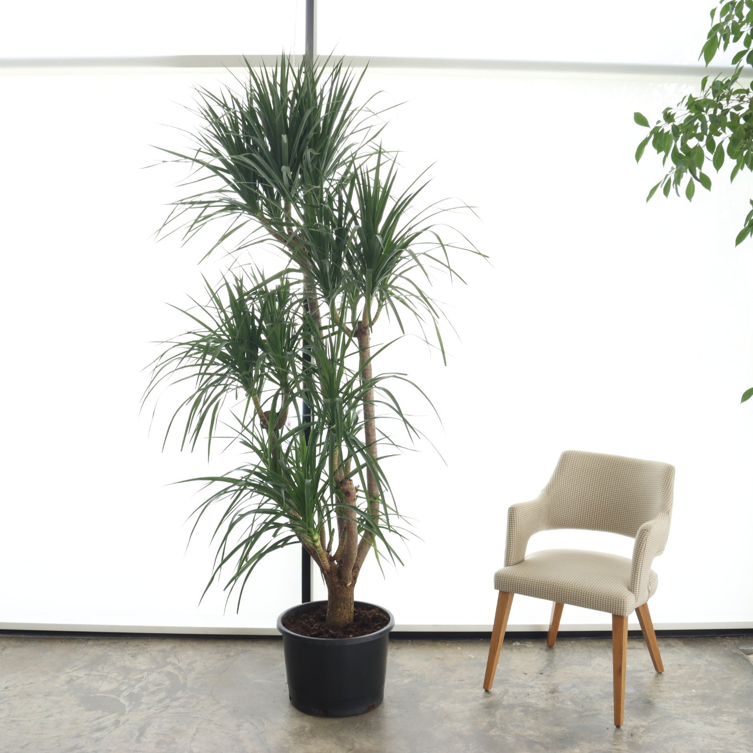 دراسينا دراكو (حجم عملاق – متعددة الأفرع)