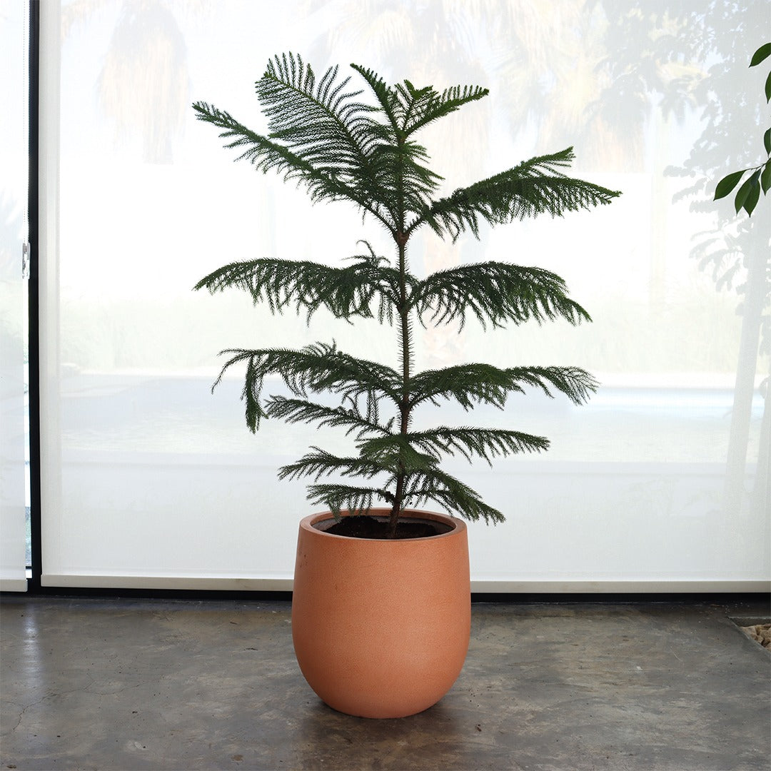 Araucaria (Medium Size) – Pink Fiber Pot