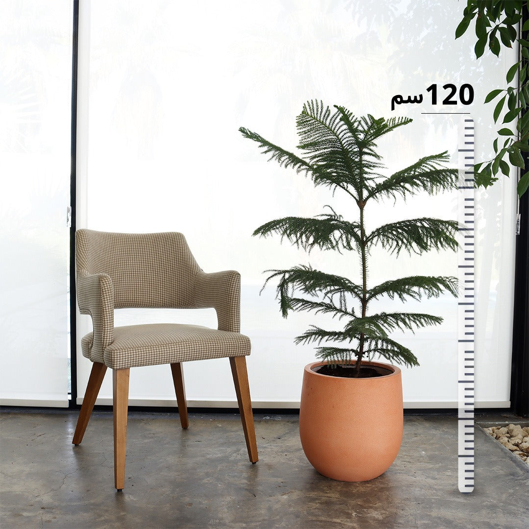 Araucaria (Medium Size) – Pink Fiber Pot