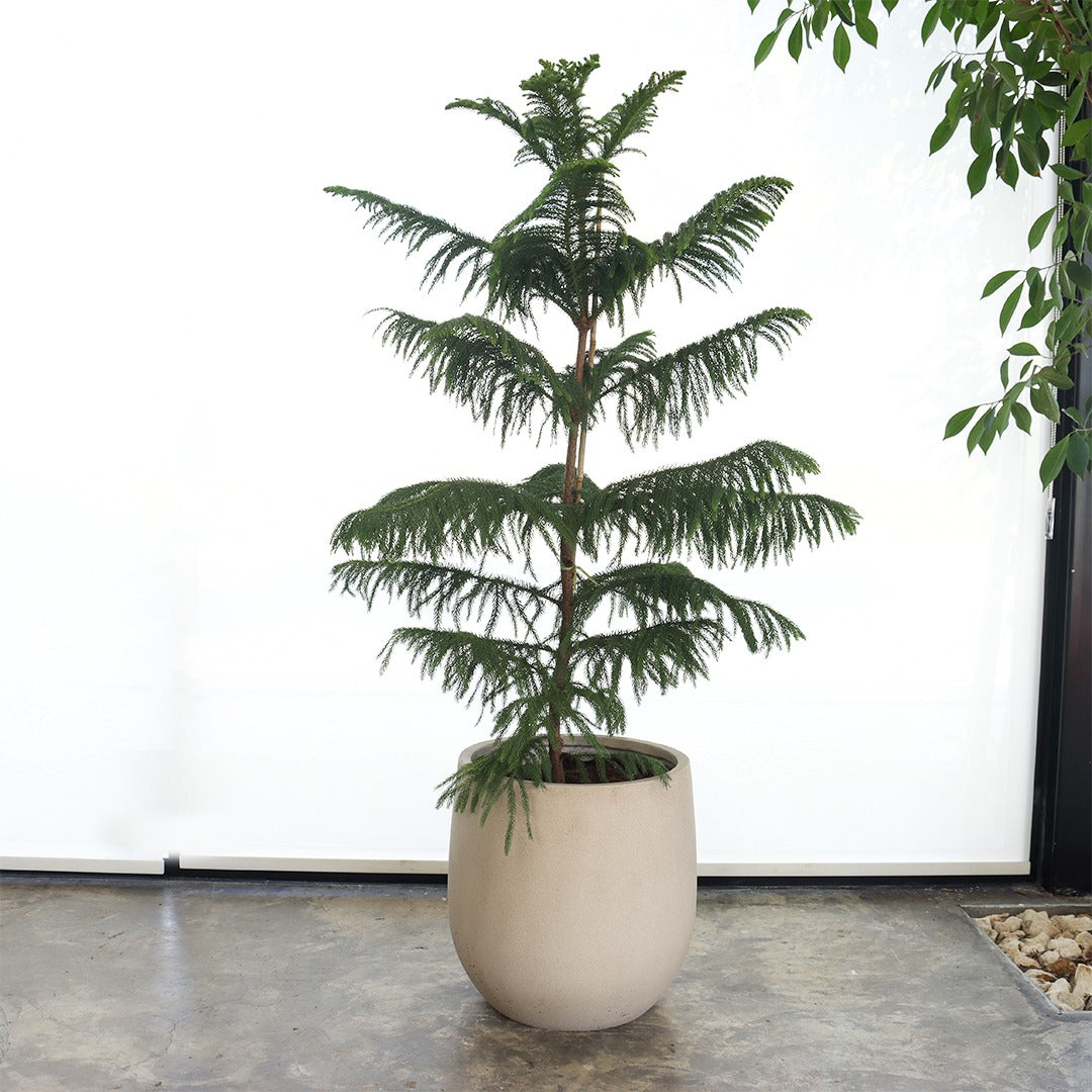 Araucaria (Large Size) – Beige Fiber Pot