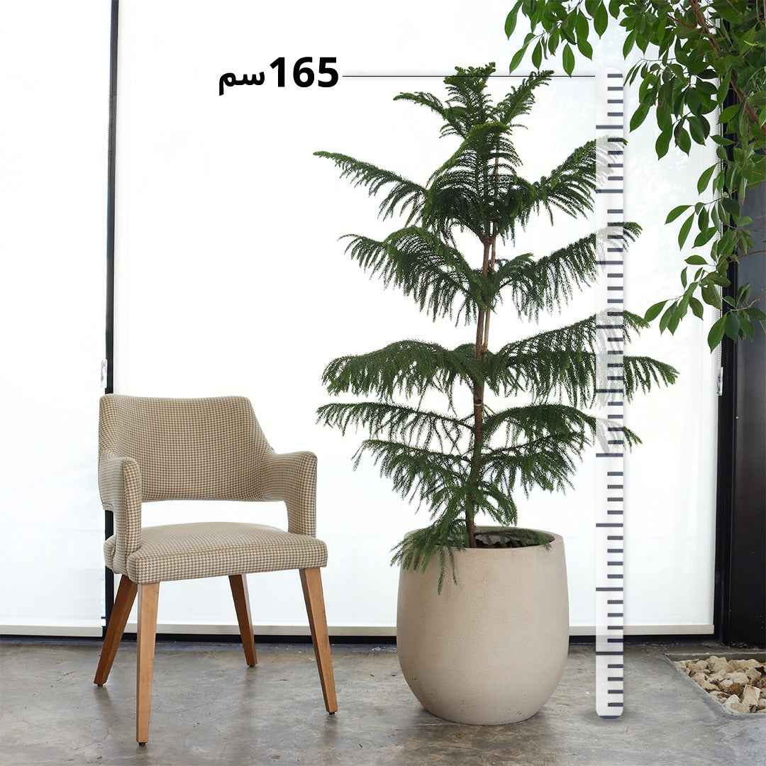 Araucaria (Large Size) – Beige Fiber Pot