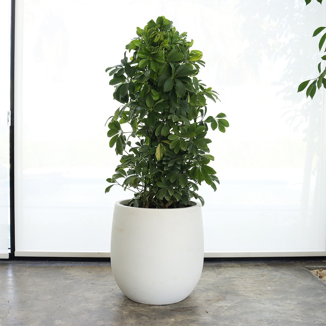 Schefflera (Medium Size) – White Fiber Pot