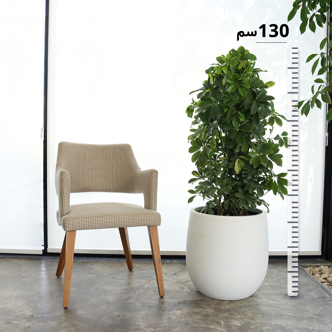 Schefflera (Medium Size) – White Fiber Pot