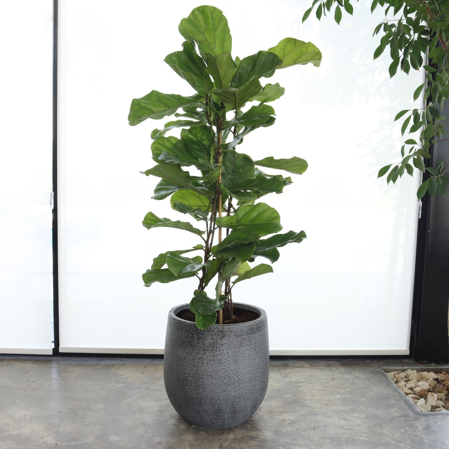 Ficus Lyrata (Large Size) – Marble Grey Pot