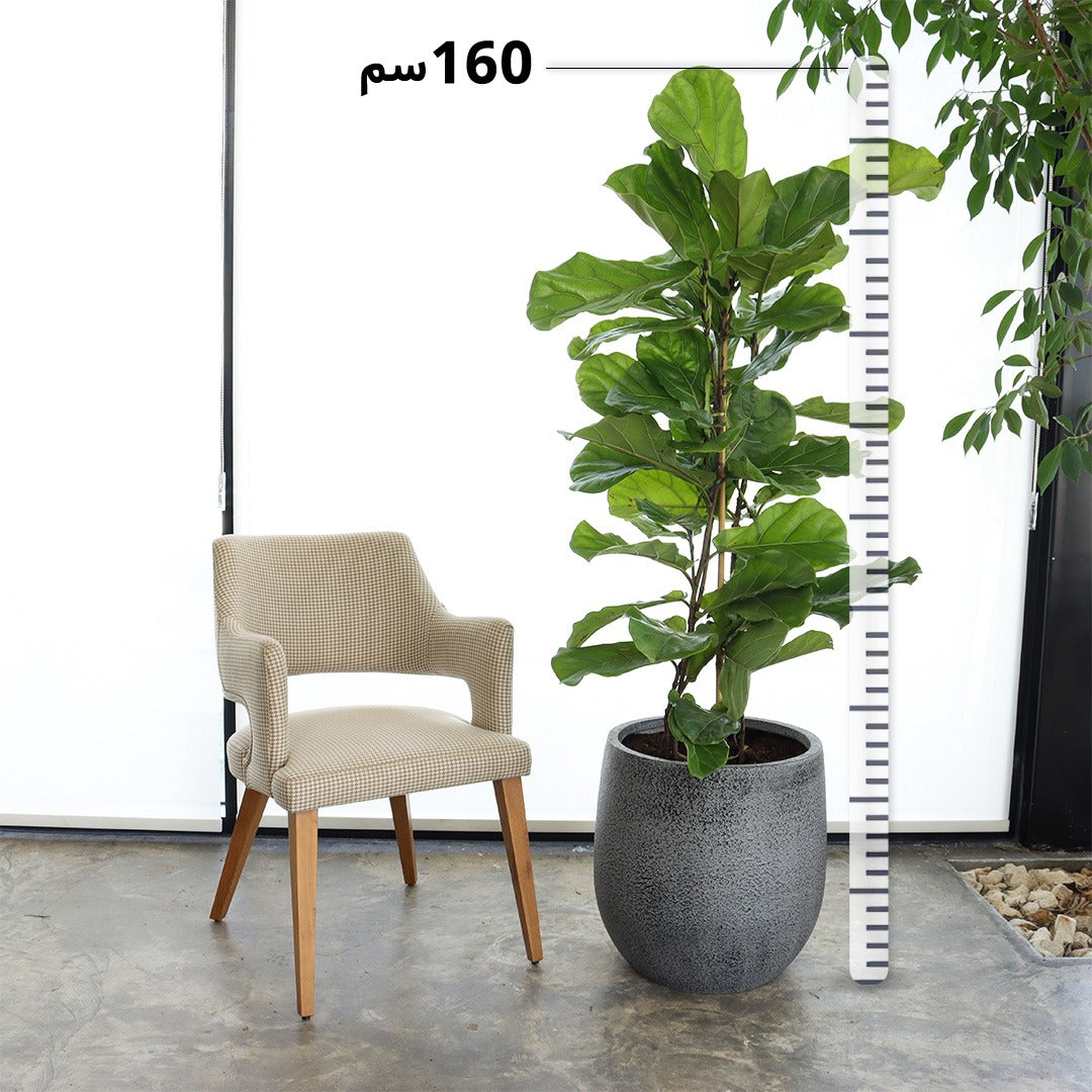 Ficus Lyrata (Large Size) – Marble Grey Pot