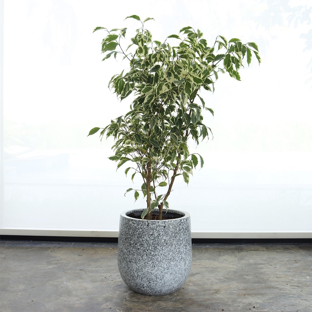 Ficus Benjamina Variegated (Small Size) – Marble Pot