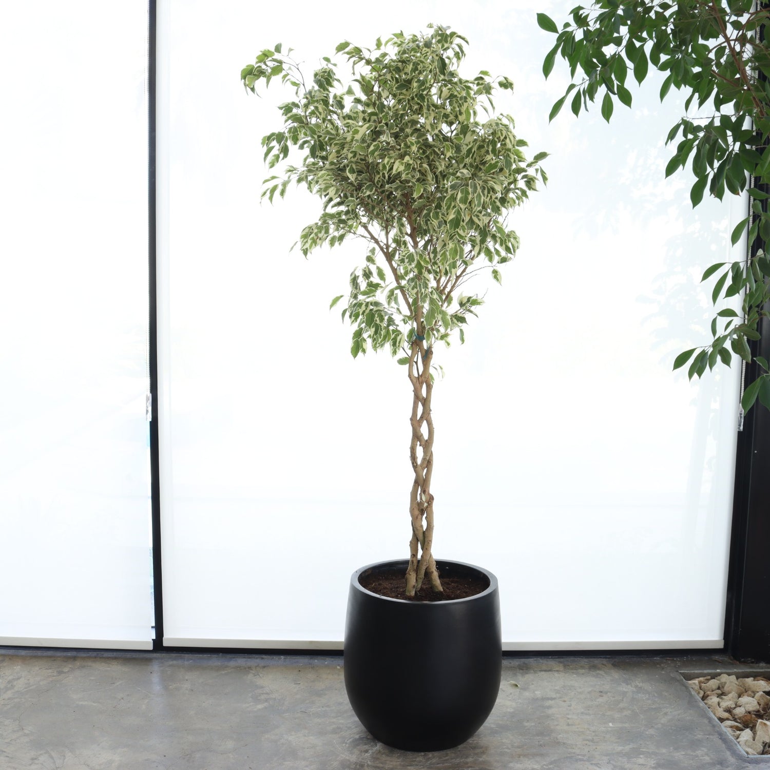 Ficus Benjamina Variegated (Large Size) – Glossy Black Pot