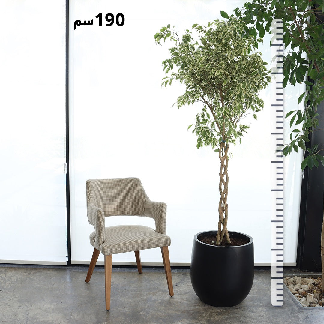 Ficus Benjamina Variegated (Large Size) – Glossy Black Pot