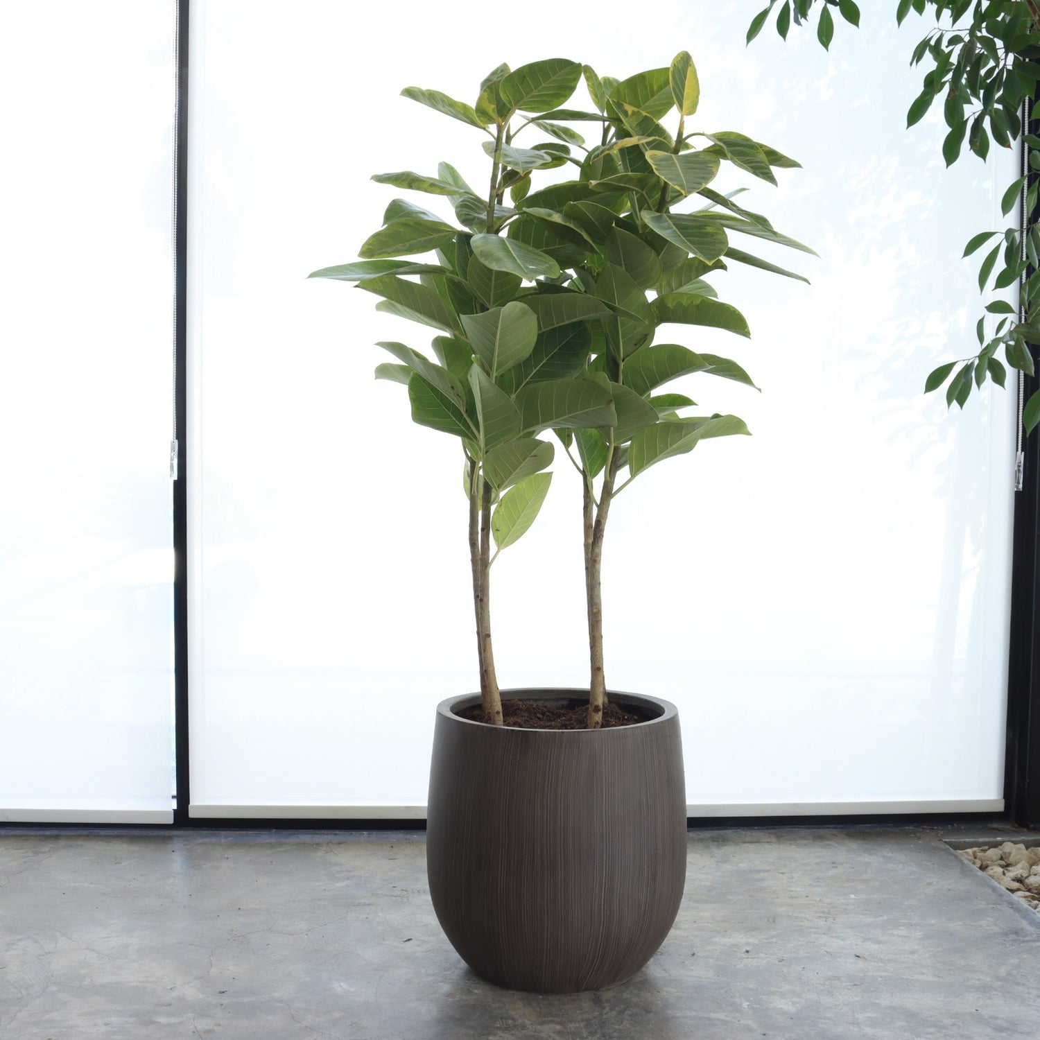 فيكس التيسيما (حجم كبير) – حوض بني