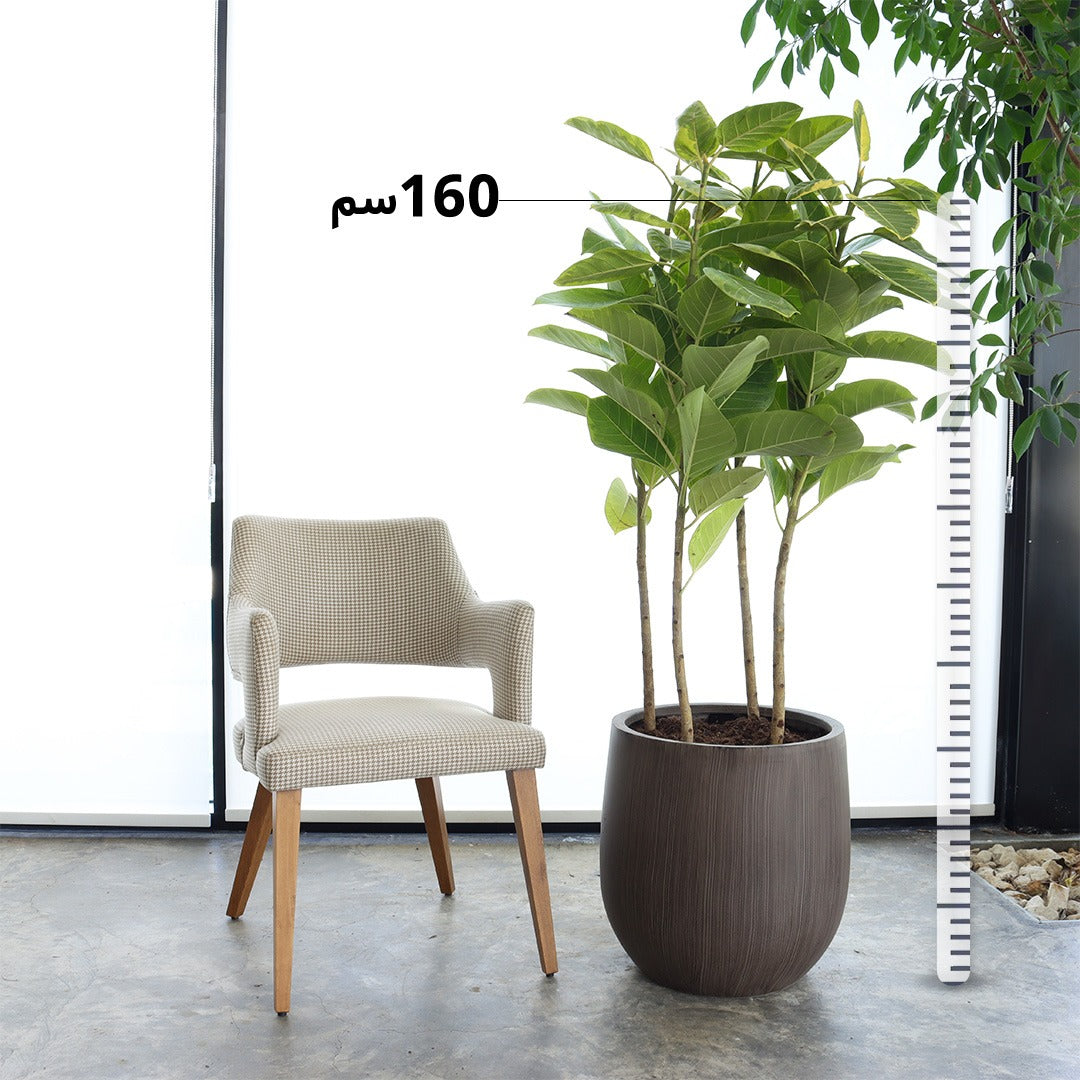 فيكس التيسيما (حجم كبير) – حوض بني