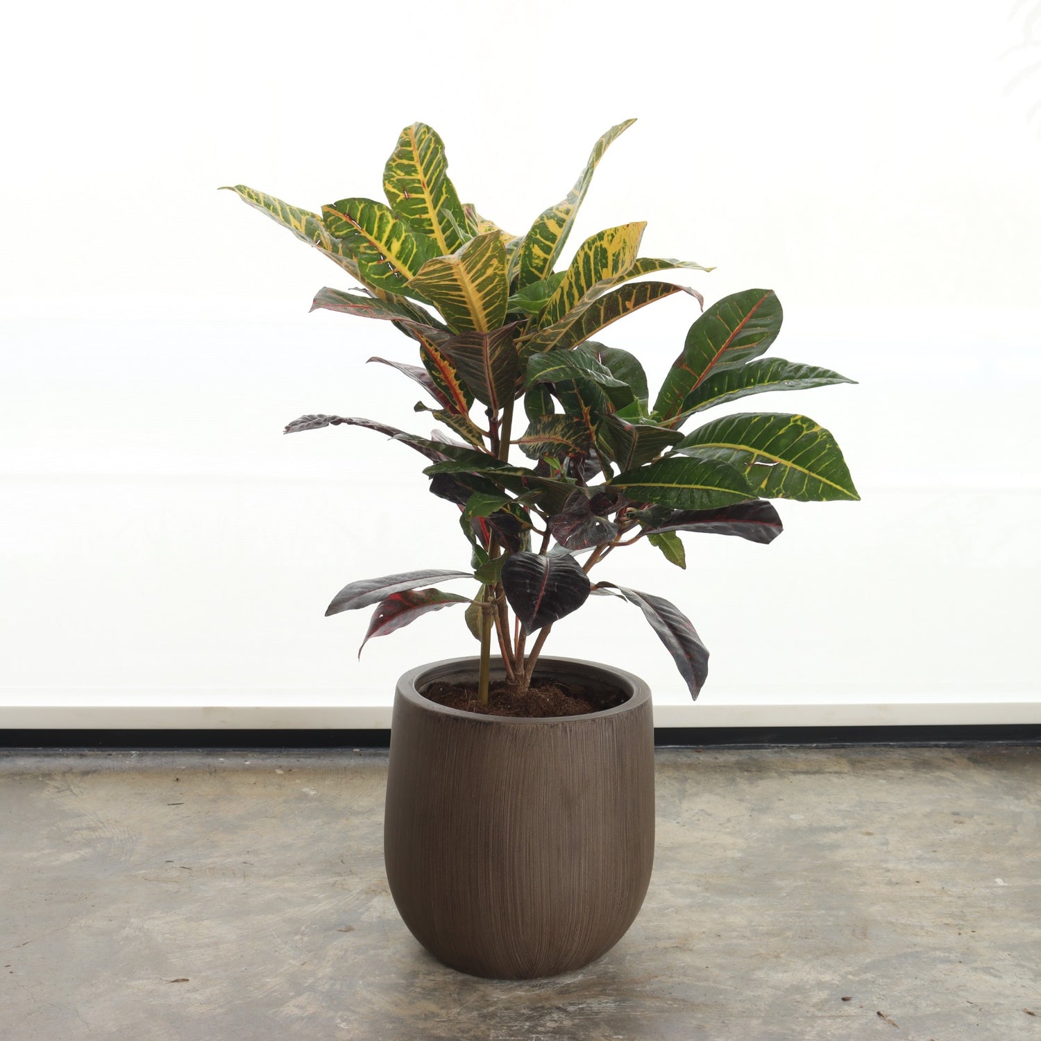 كروتون ملوّن (حجم صغير) – حوض فايبر بني خشبي