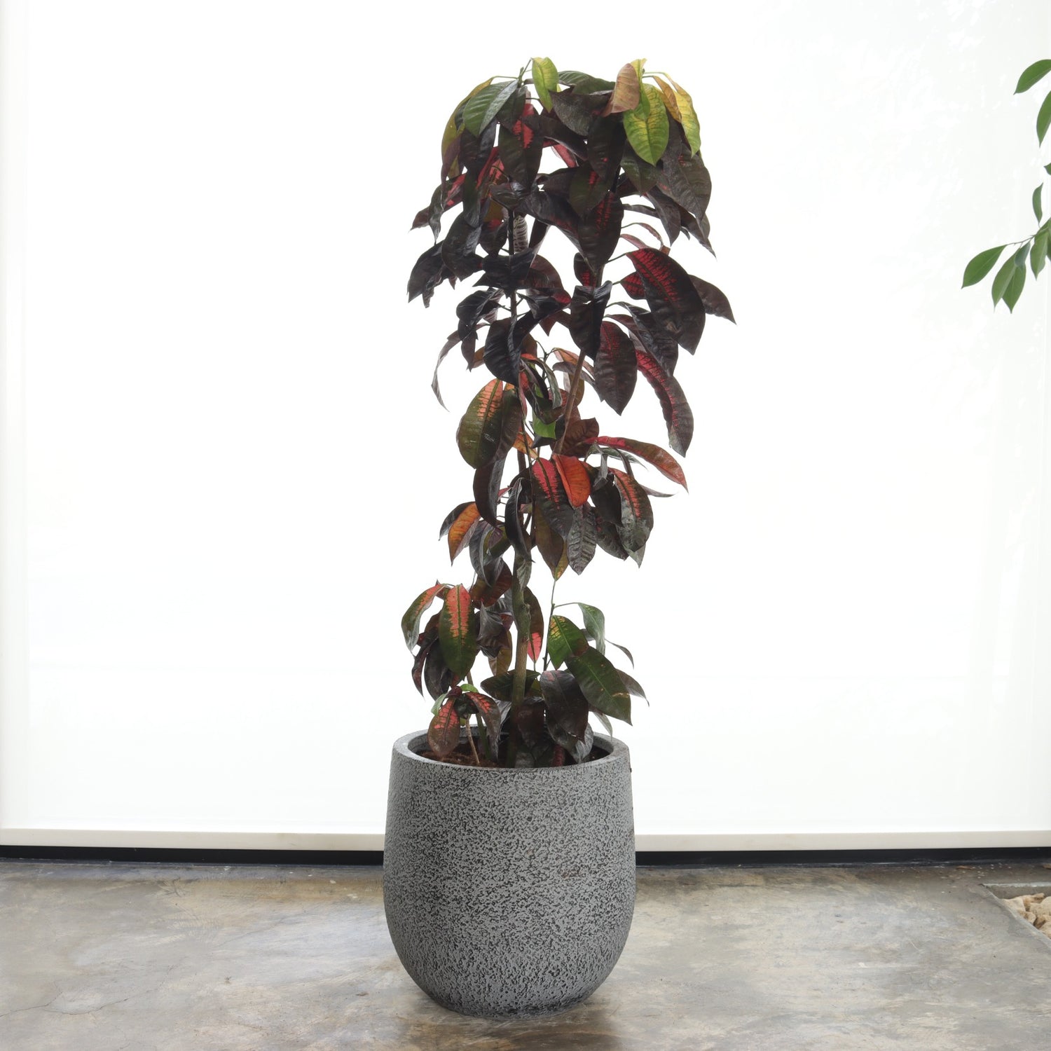 Croton (Medium Size) – Marble Grey Fiber Pot