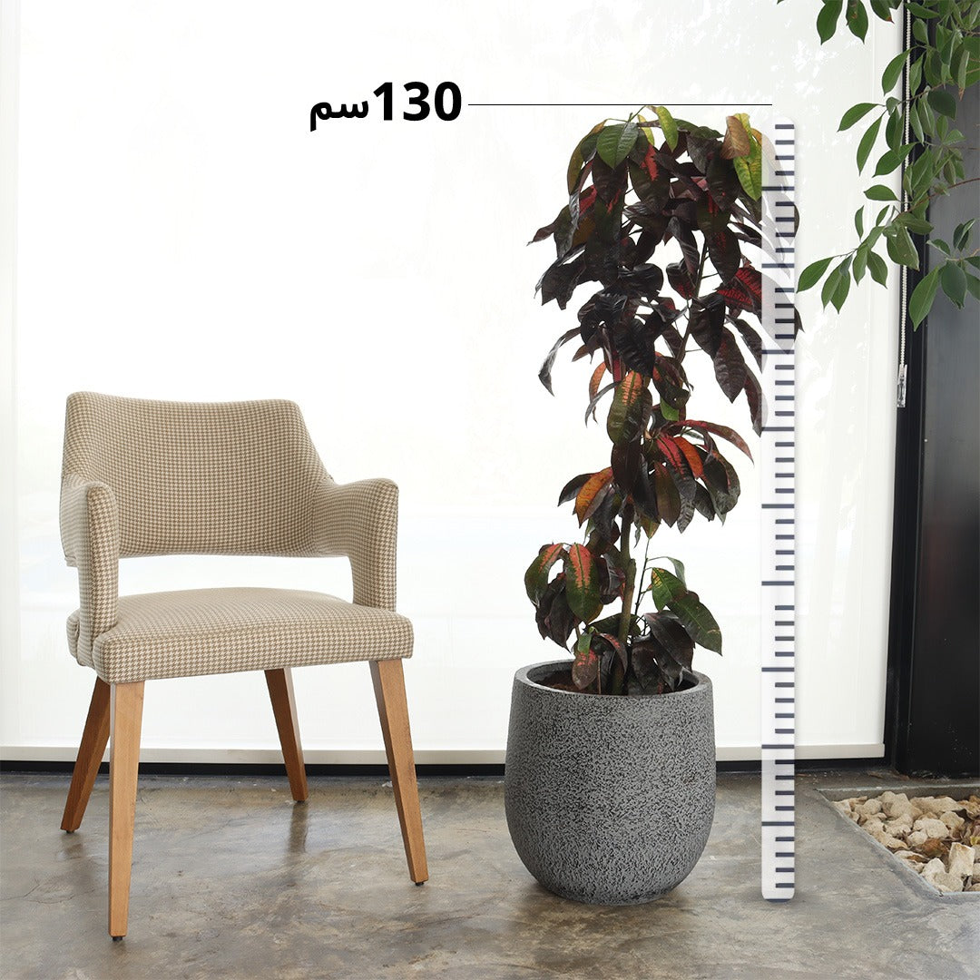 Croton (Medium Size) – Marble Grey Fiber Pot