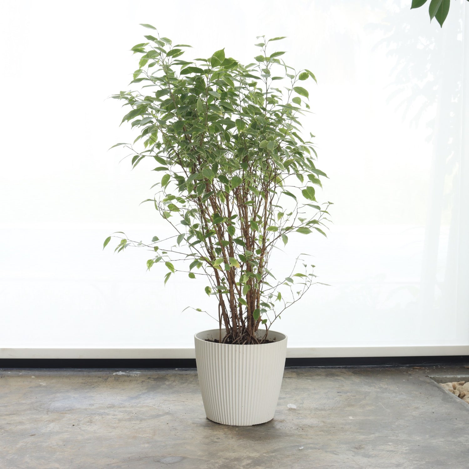 Ficus Benjamina (Small Size) – White Plastic Pot