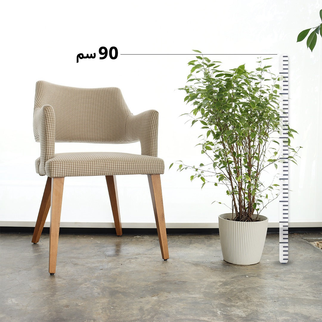 Ficus Benjamina (Small Size) – White Plastic Pot