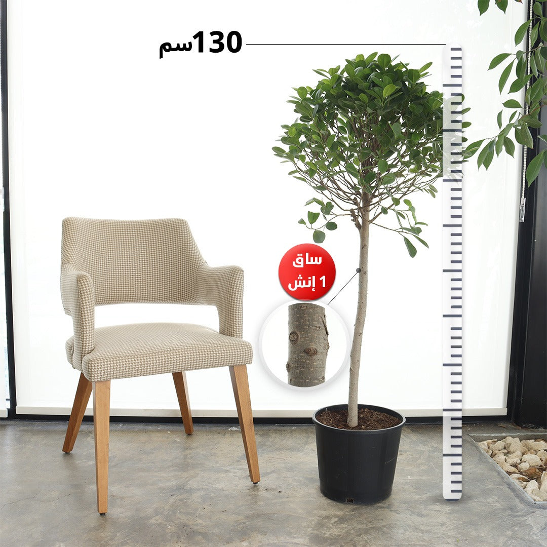 Ficus Panda – Single Crown, Slim Trunk (Medium Size)