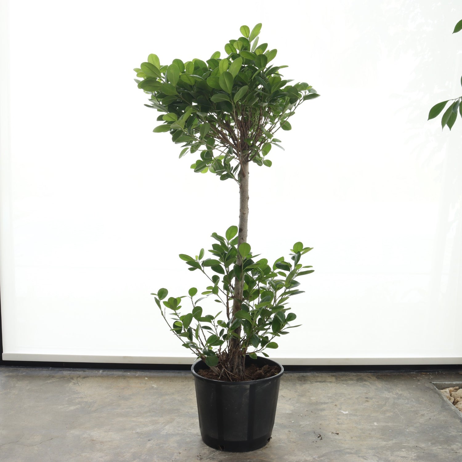Ficus Panda – Double Crown, Slim Trunk (Medium Size)