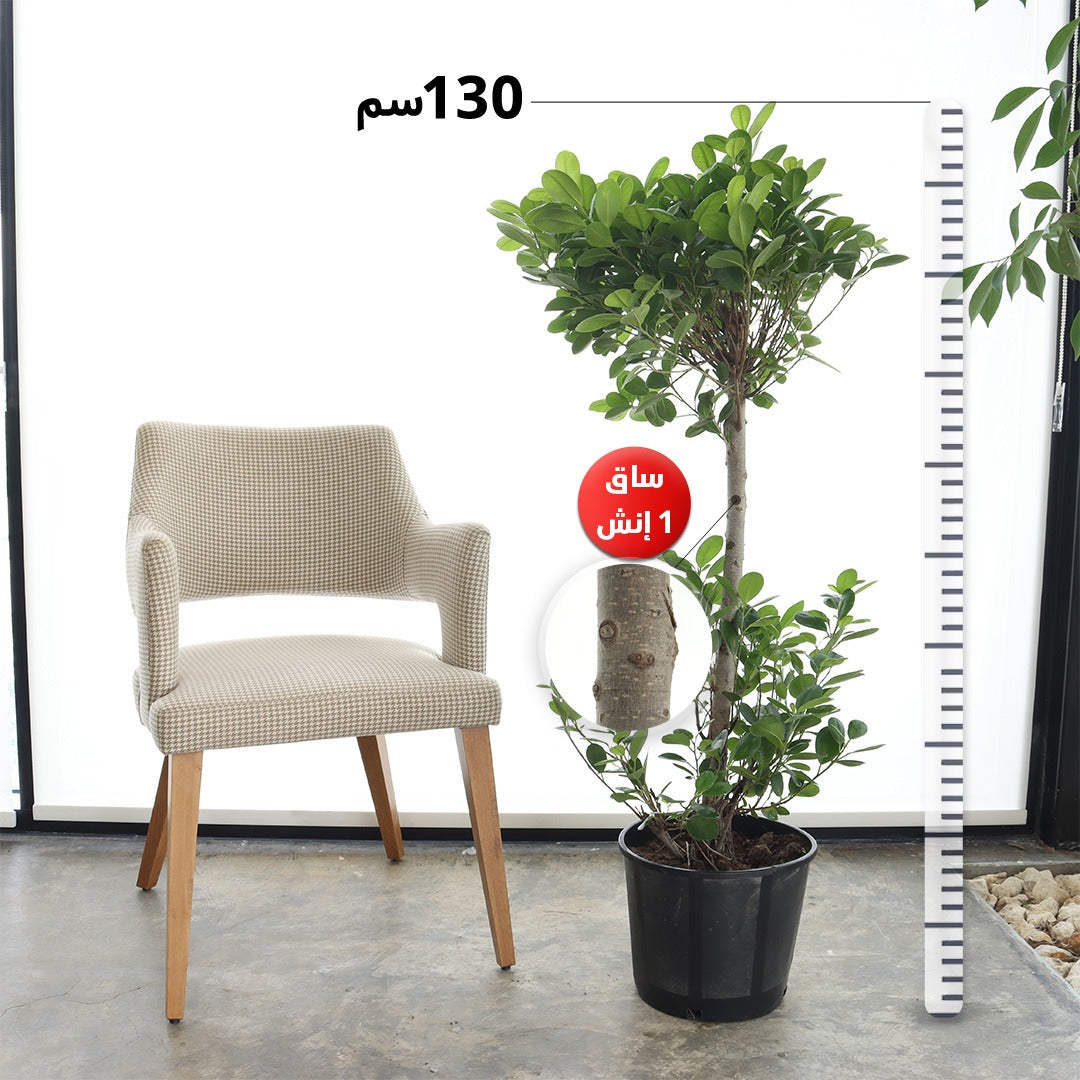 Ficus Panda – Double Crown, Slim Trunk (Medium Size)