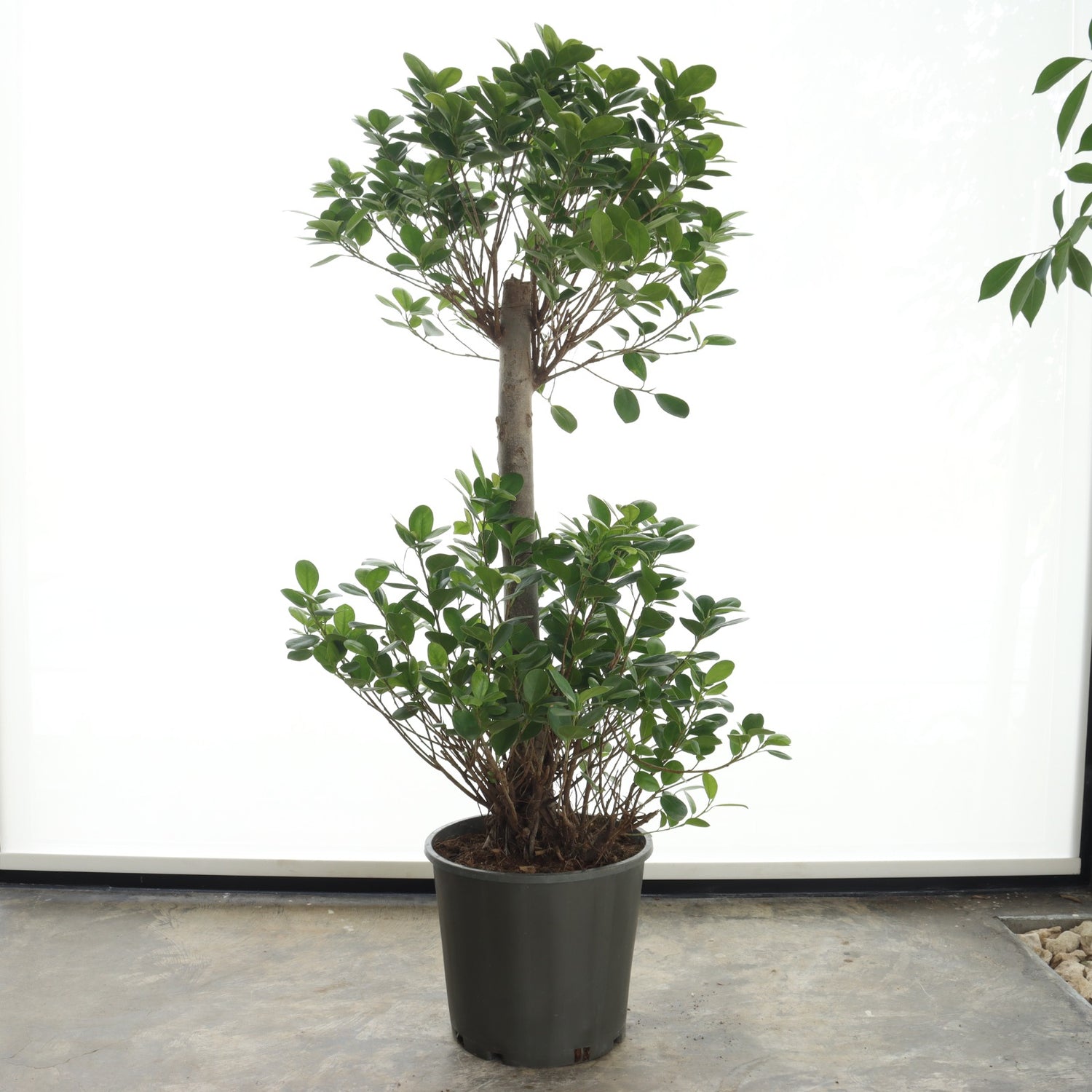 Ficus Panda – Double Crown, Thick Trunk (Medium Size)