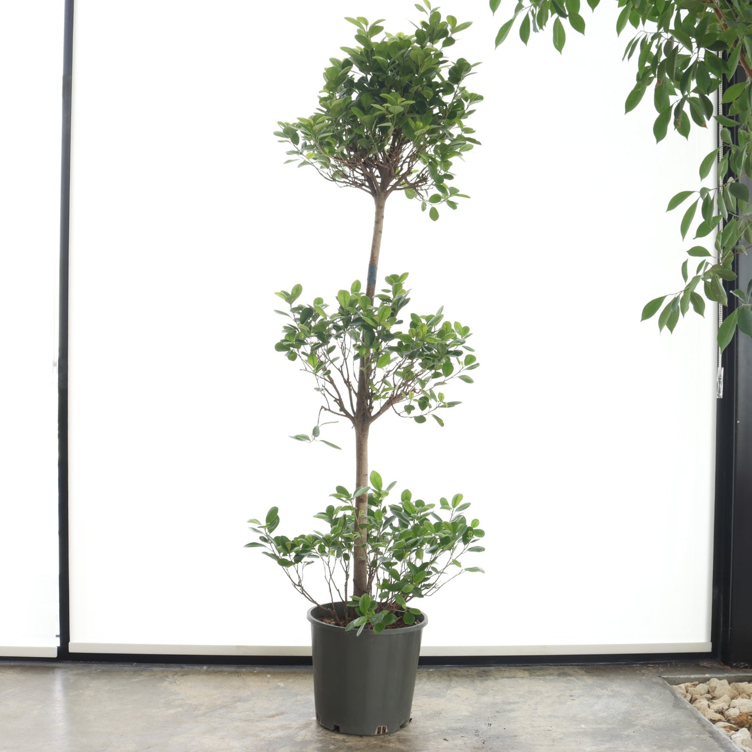 Ficus Panda – Triple Crown, Slim Trunk (Large Size)