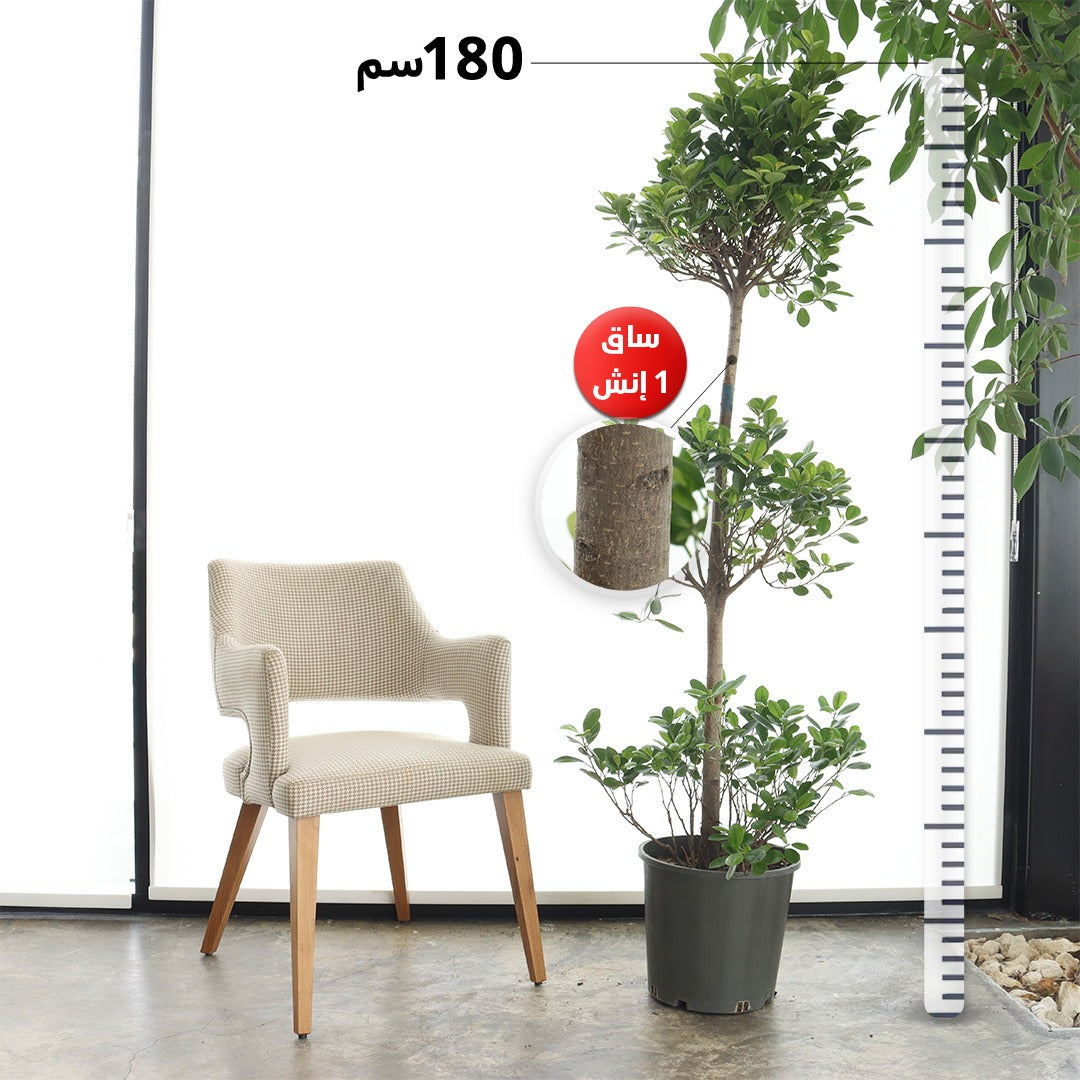 Ficus Panda – Triple Crown, Slim Trunk (Large Size)