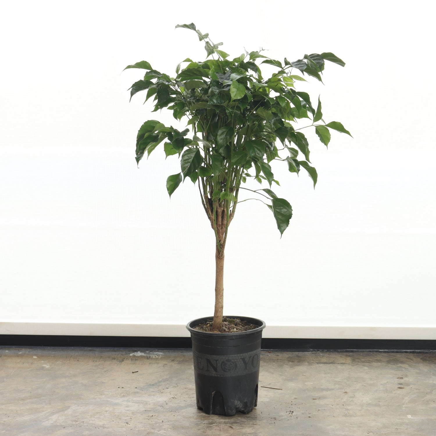 العروس الصينية (حجم صغير)