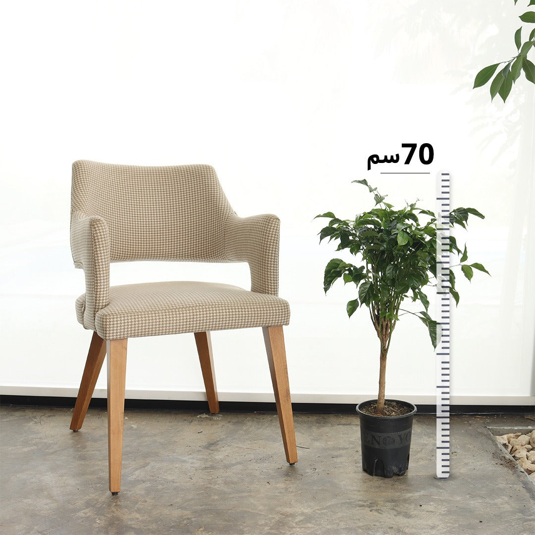 العروس الصينية (حجم صغير)