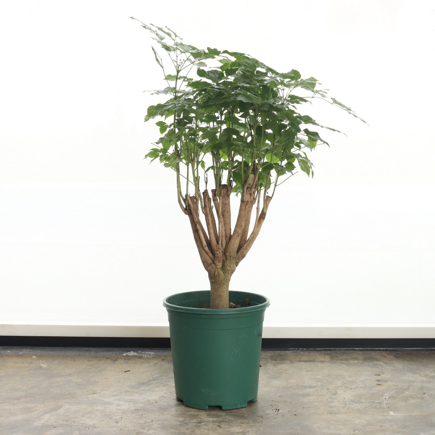 Chinese Bride (Medium Size)