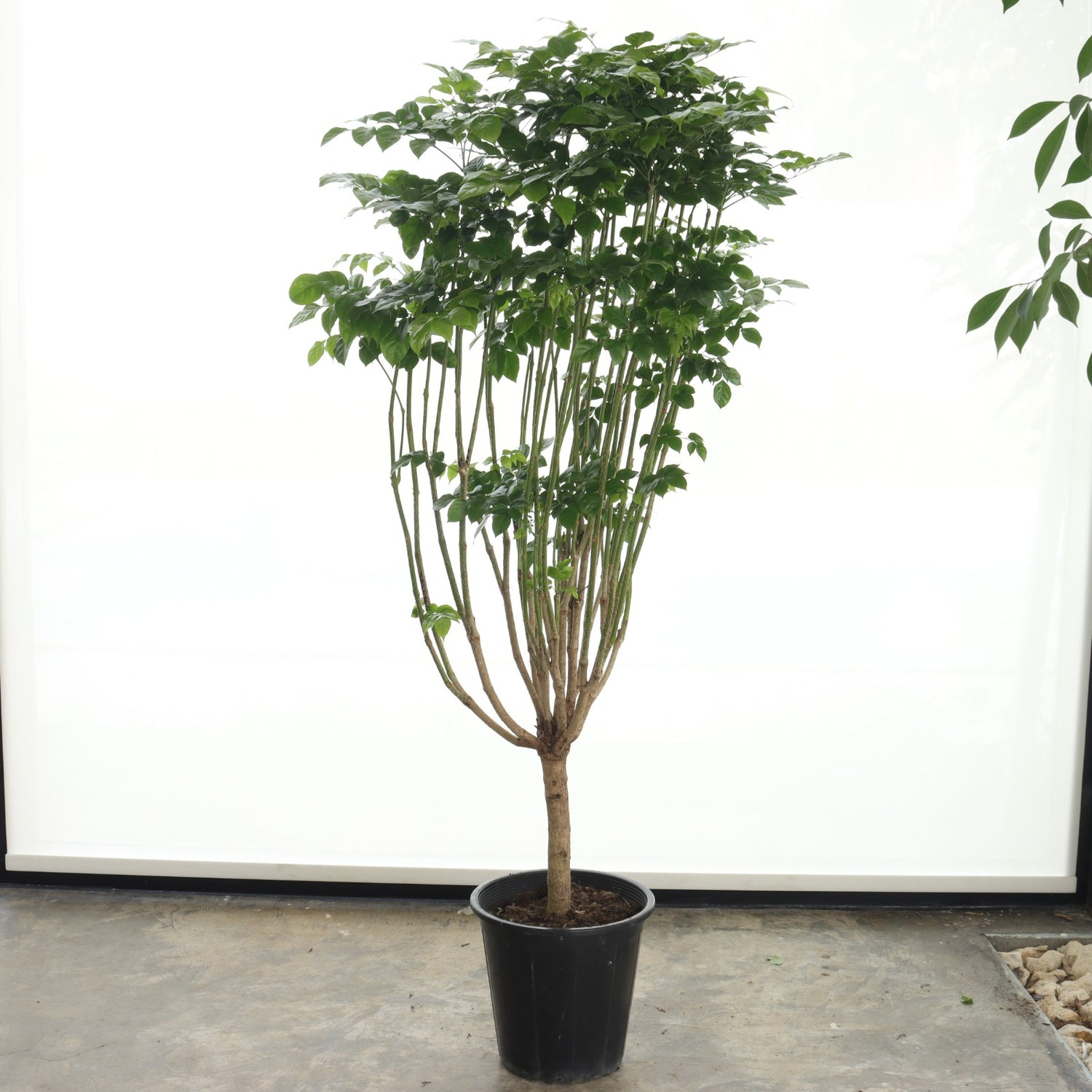 Chinese Bride (Large Size)