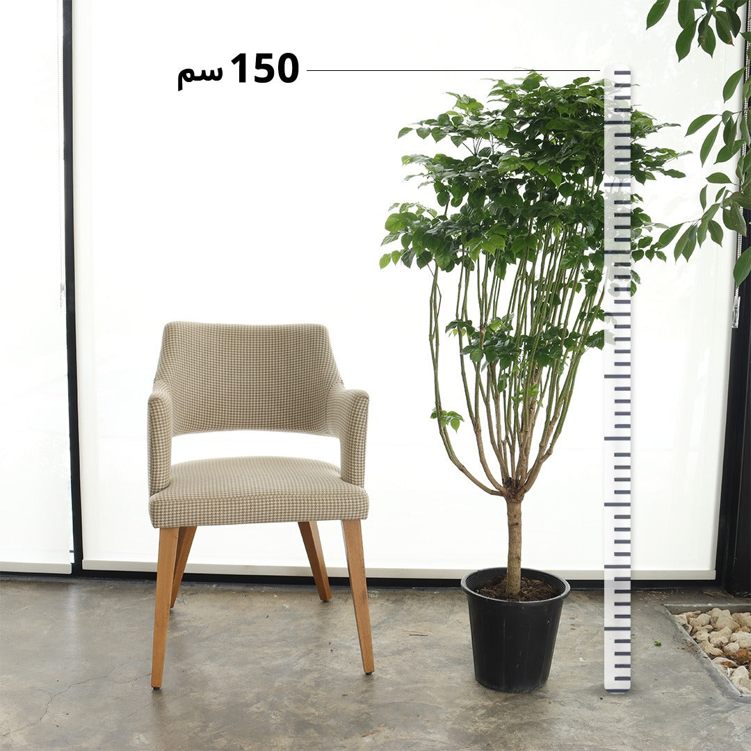 Chinese Bride (Large Size)